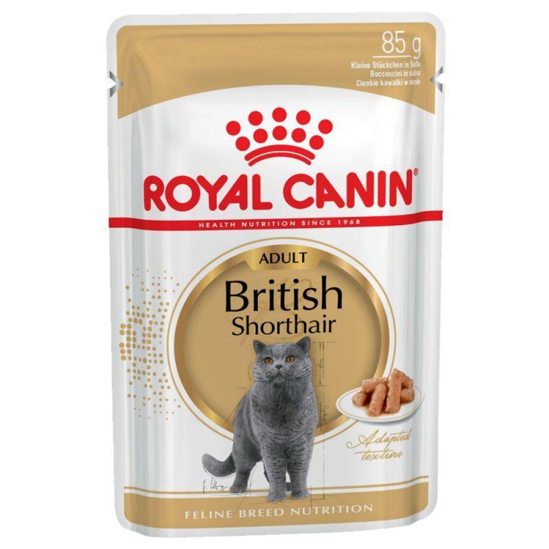 britishshorthair_wet_2