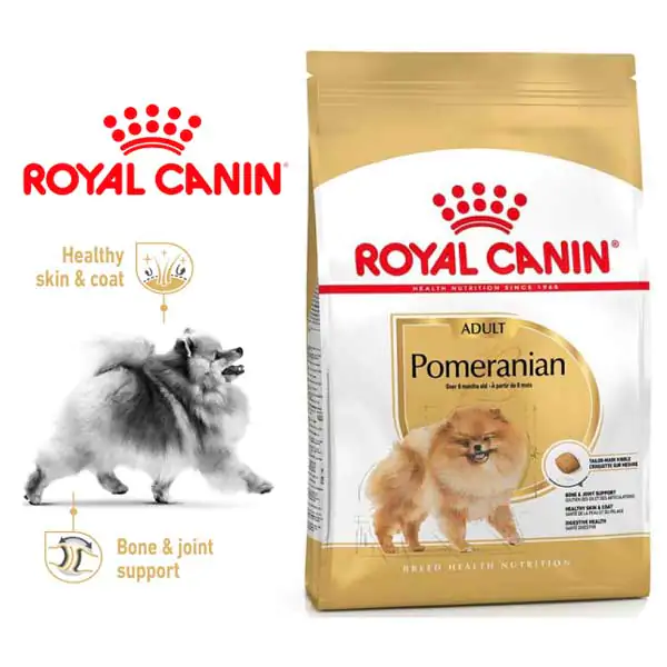 pomeranianadult